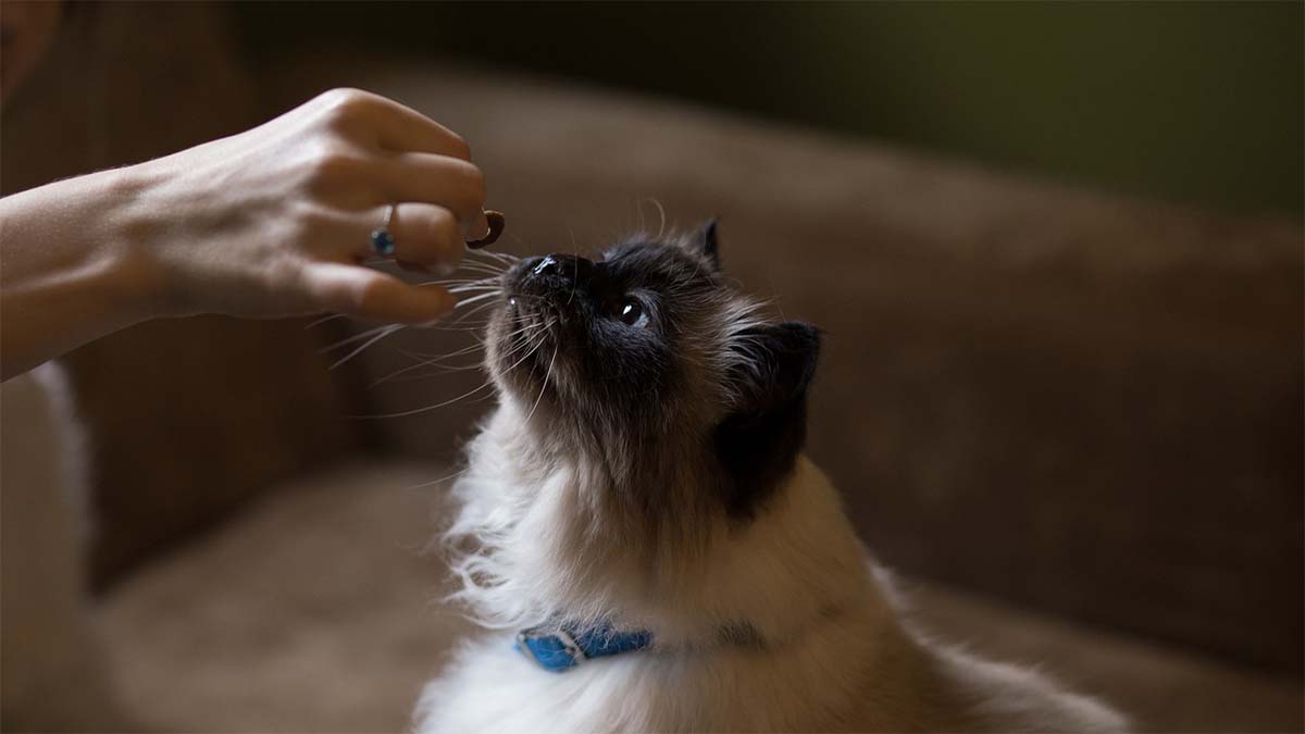 katze-fuettern