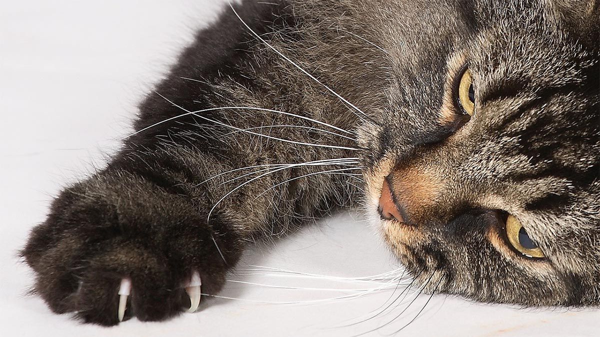 katze-krallen-boeser-blick