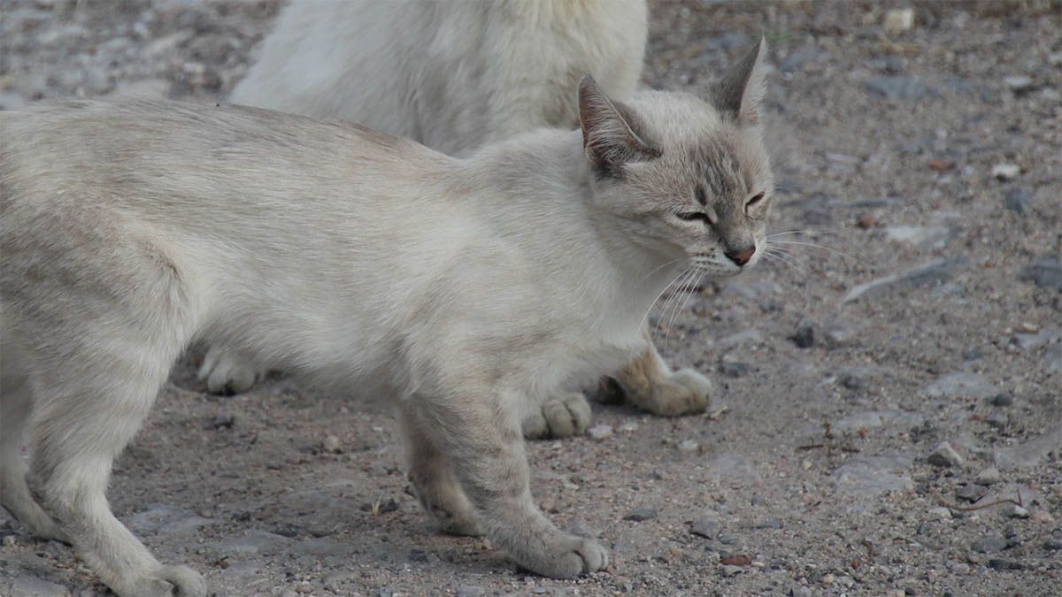 katze mager schilddruese krank