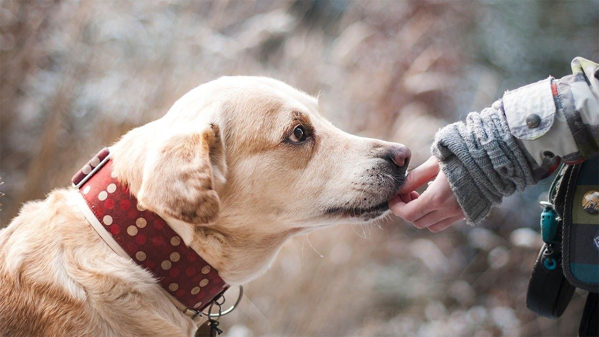 hund-fuettern