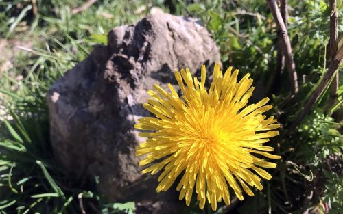 Blume mit Stein für Movement klein