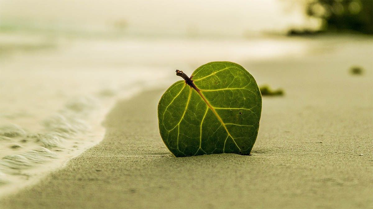 entspannung blatt am strand meer