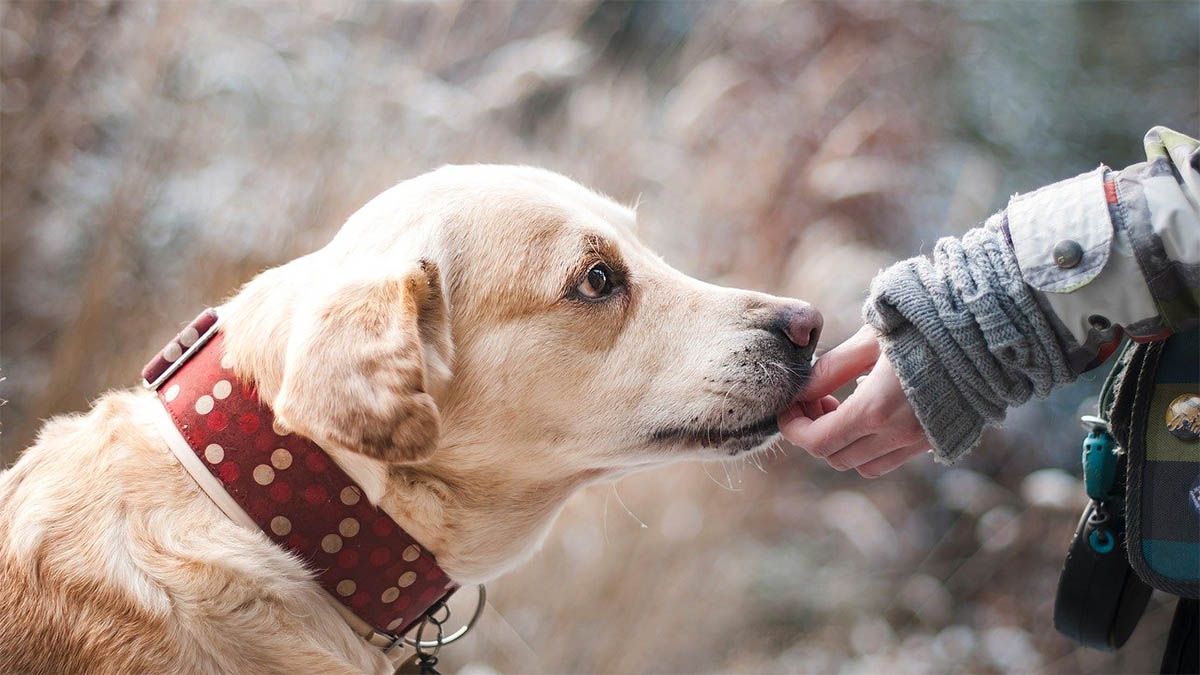 hund wird gefuettert