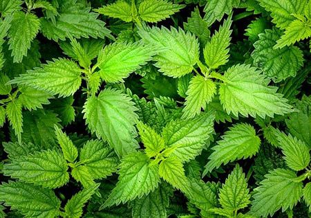 brennnesse urtica dioica