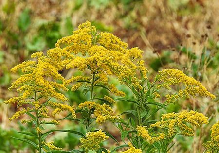 echte goldrute solidago virgaurea