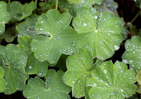 frauenmantel alchemilla vulgaris