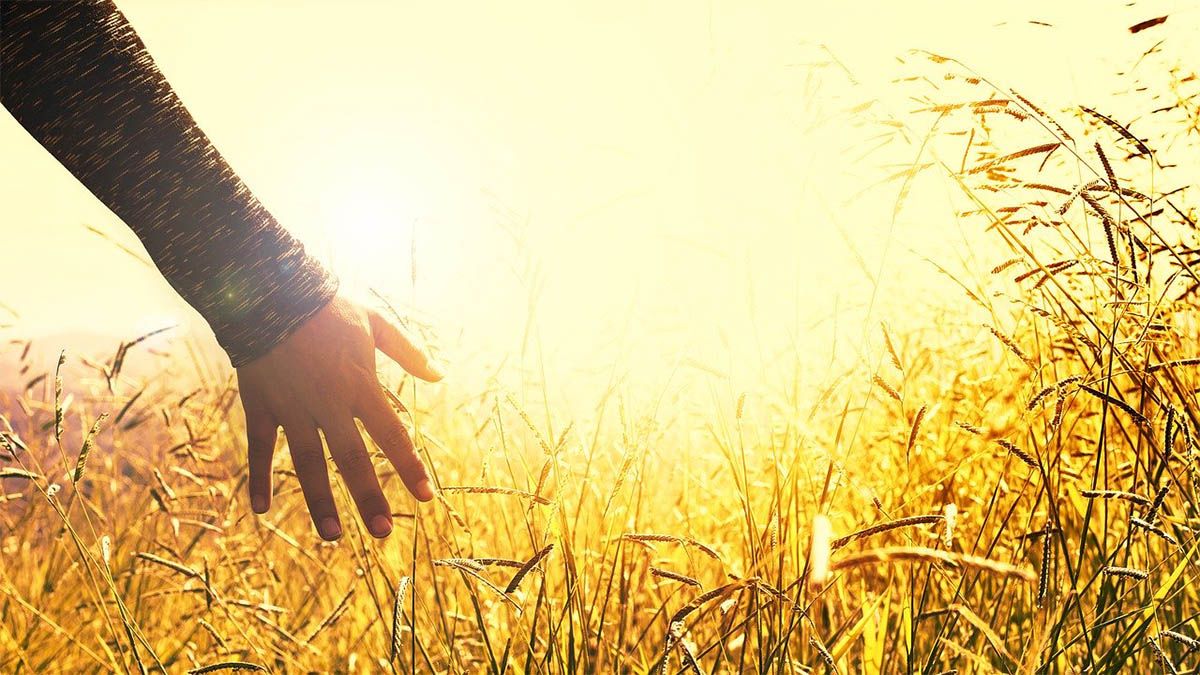 Was bedeutet Empathie hand-sonne-kornfeld