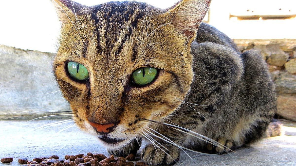katze-frisst-trockenfutter