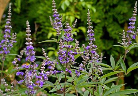 moenchspfeffer vitex agnus castus