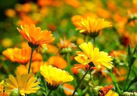 ringelblume calendula officinalis