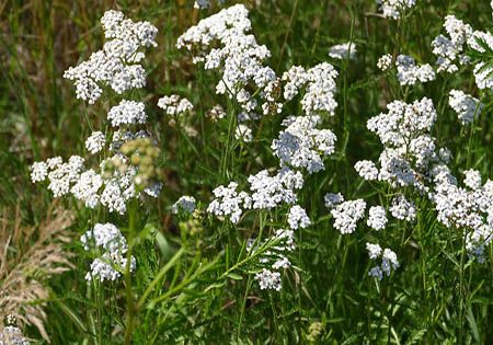 schafgarbe achillea millefolium