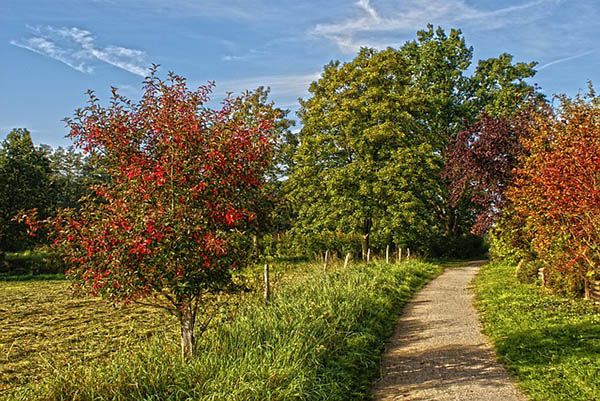 wanderweg baeume fruehling