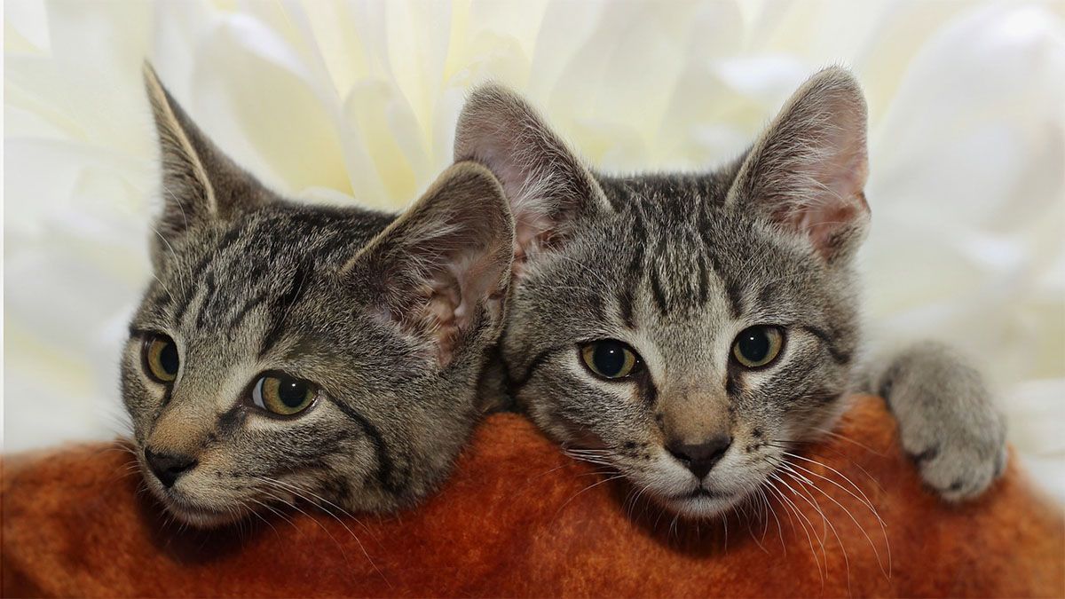 Artgerechte Katzenhaltung in der Wohnung zwei-katzen-liegen-auf-kissen