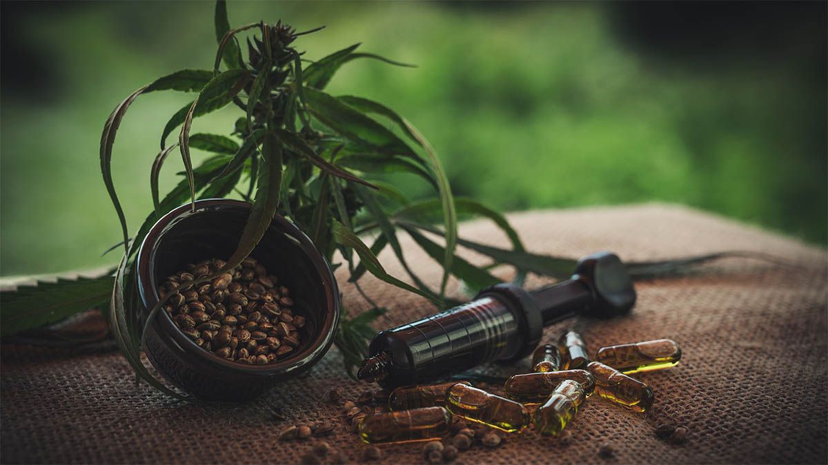 cbd samen oel pflanze