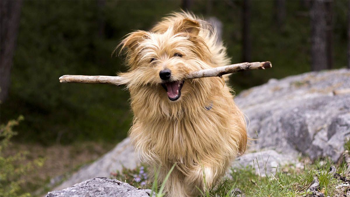 hund-wald-stock-im-maul