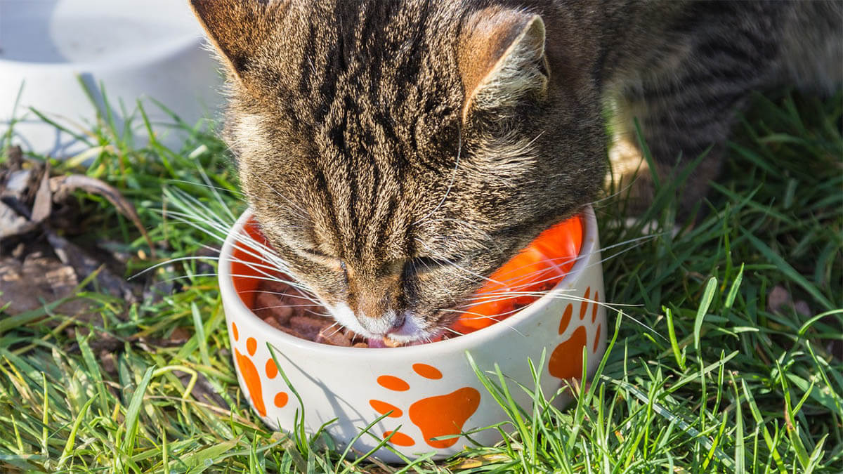 katze-futternapf-im-freien