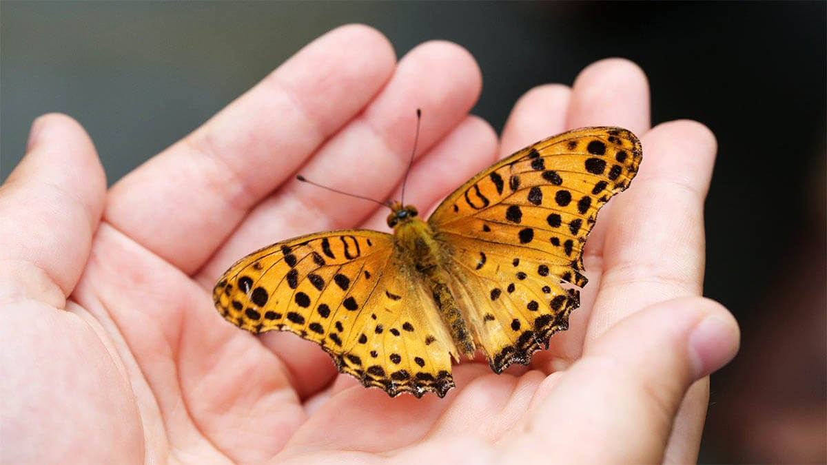 Mit Heilende Hände eine Krise meistern schmetterling-auf-der-hand
