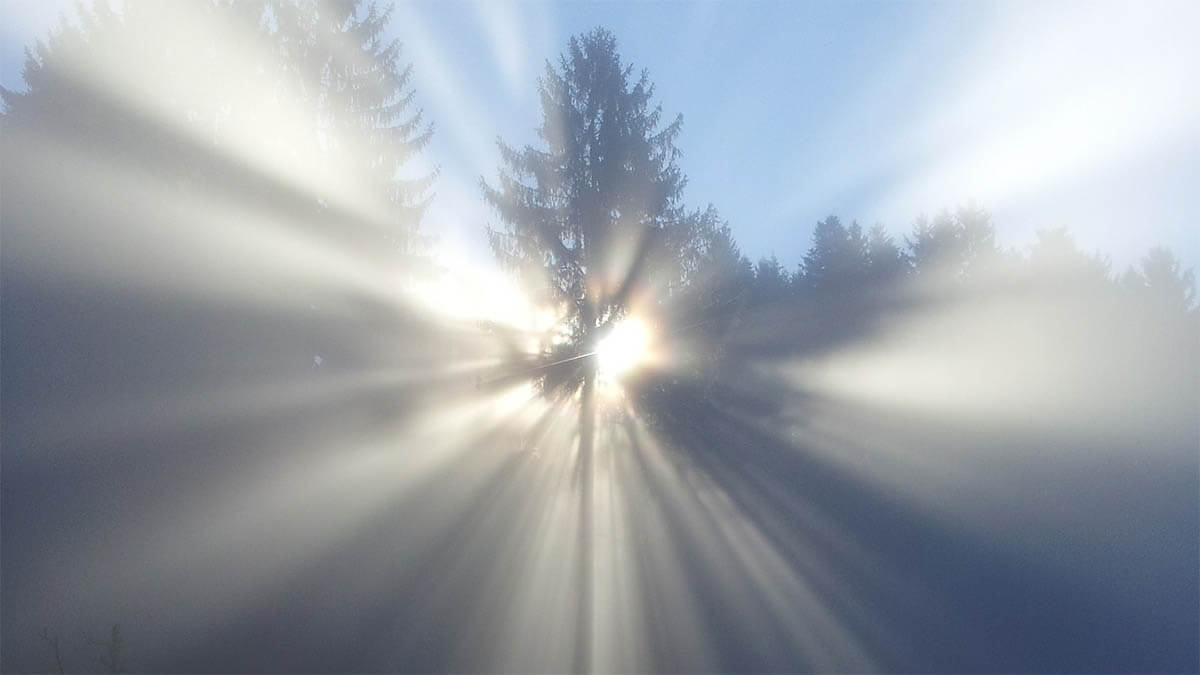 sonne-baum-nebel