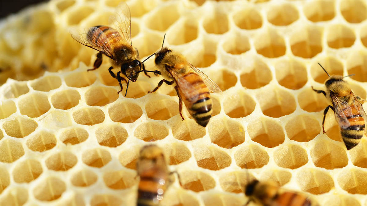 bienenstock-bienenwaben