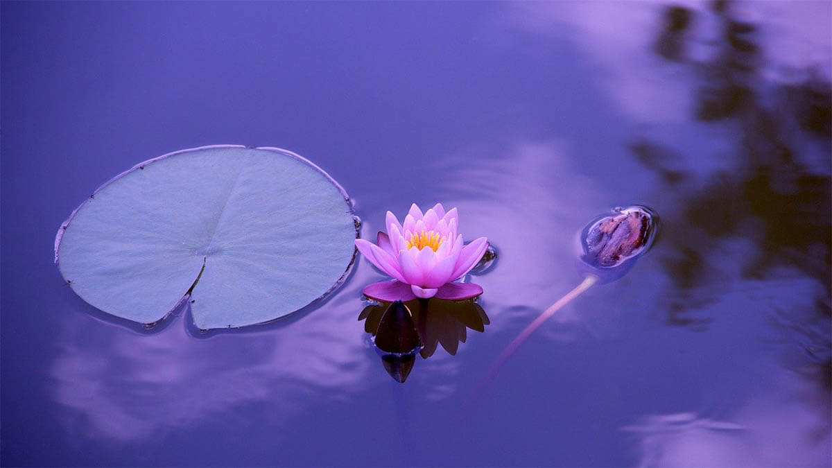 lotus-im-blauen-wasser