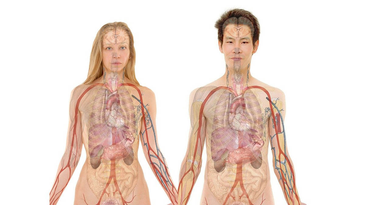 Eine Reise durch die Organsysteme des menschlichen Körpers mann-frau-organe-anatomie