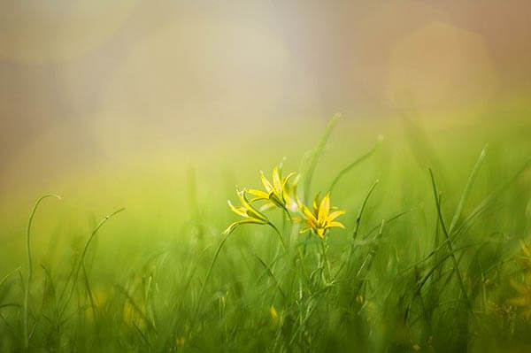wiese gelbe blume sonne klein