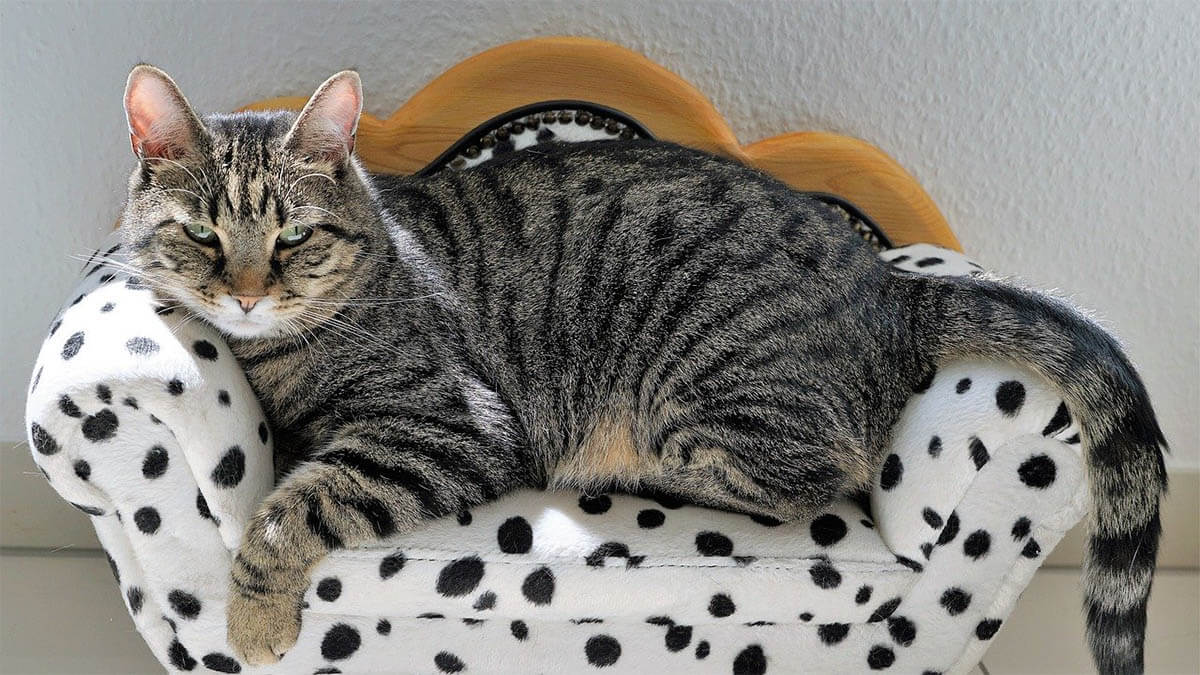 kater-liegt-auf-sofa