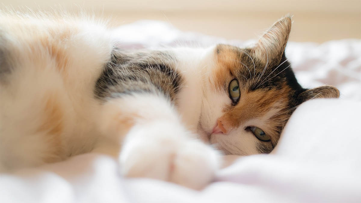 katze-vertraeumter-blick-streckt-pfote-aus