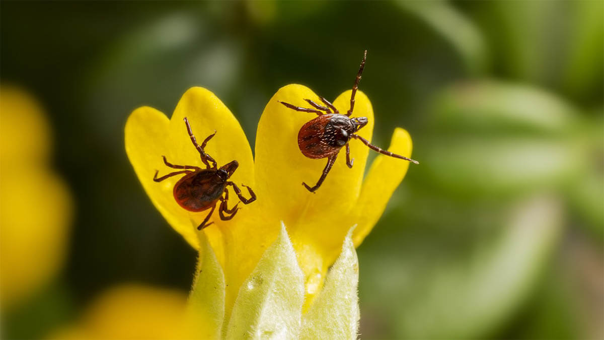 zecken auf gelber blume