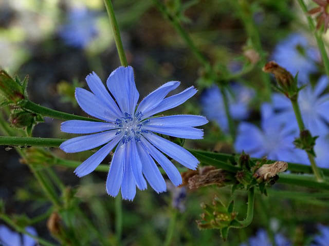 die wegwarte chicoryium intybus klein