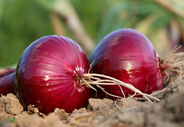 rote zwiebeln klein