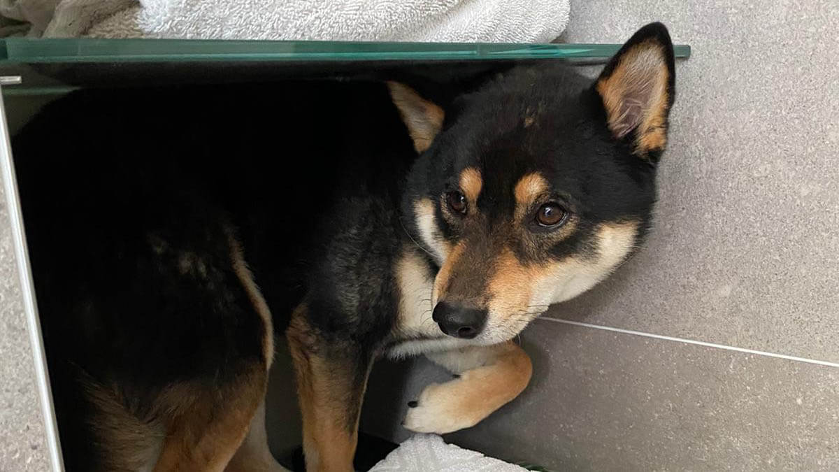 Wie kann ich meinem Hund die Angst nehmen? hund-hat-angst-versteckt-sich