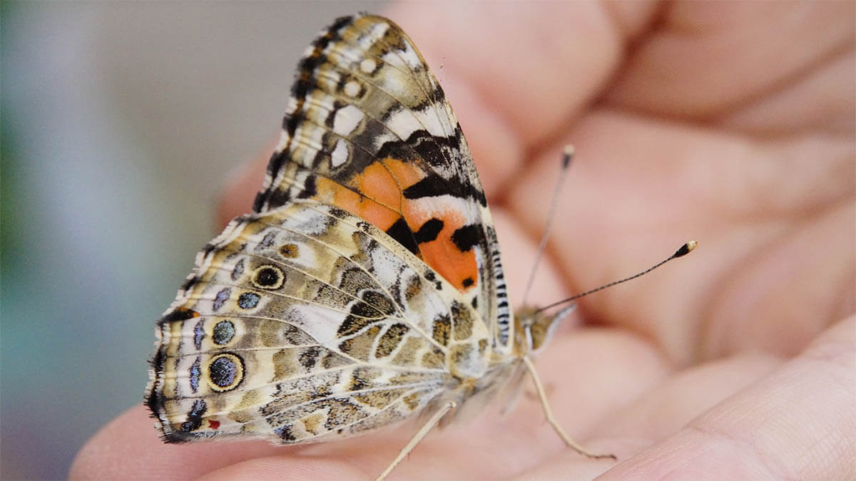 kleiner-schmetterling-auf-der-hand