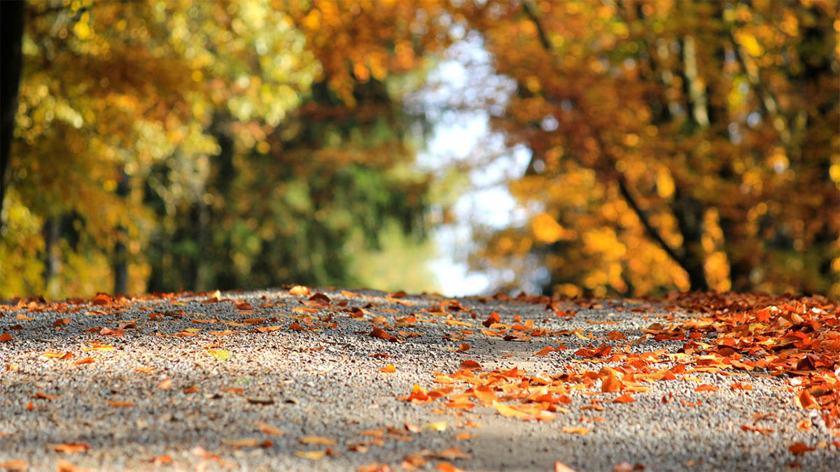 weg-blaetter-herbst