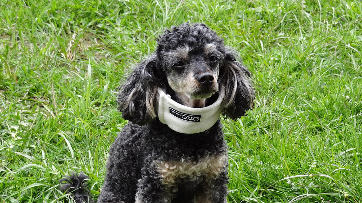 hund krank halskrause an