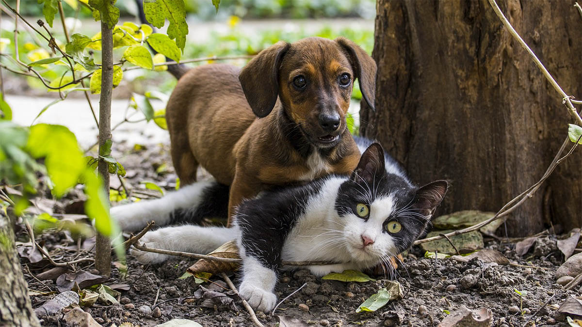 hund-und-katze-spielen