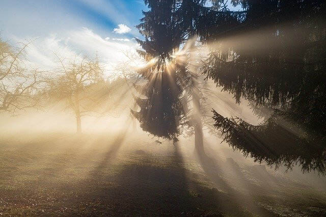 sonnenstrahlen nebel wald klein