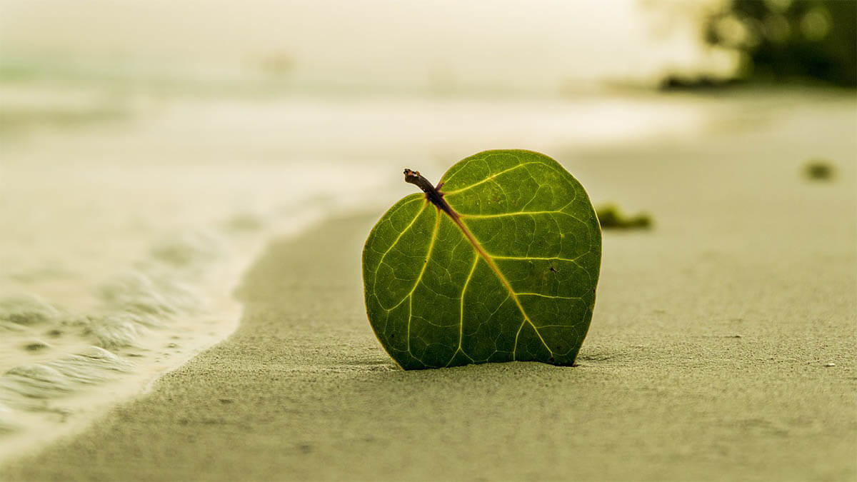 entspannung-blatt-am-strand