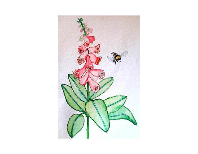 schluesselblume biene zeichnung klein