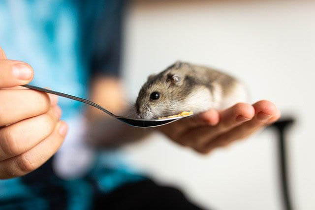 hamster mit loeffel fuettern klein