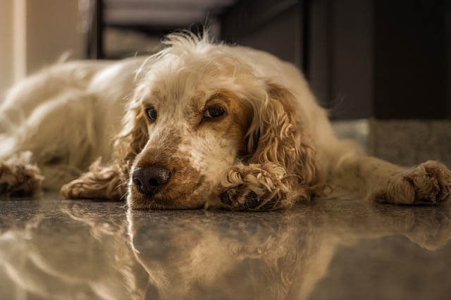 hund liegt auf dem boden klein