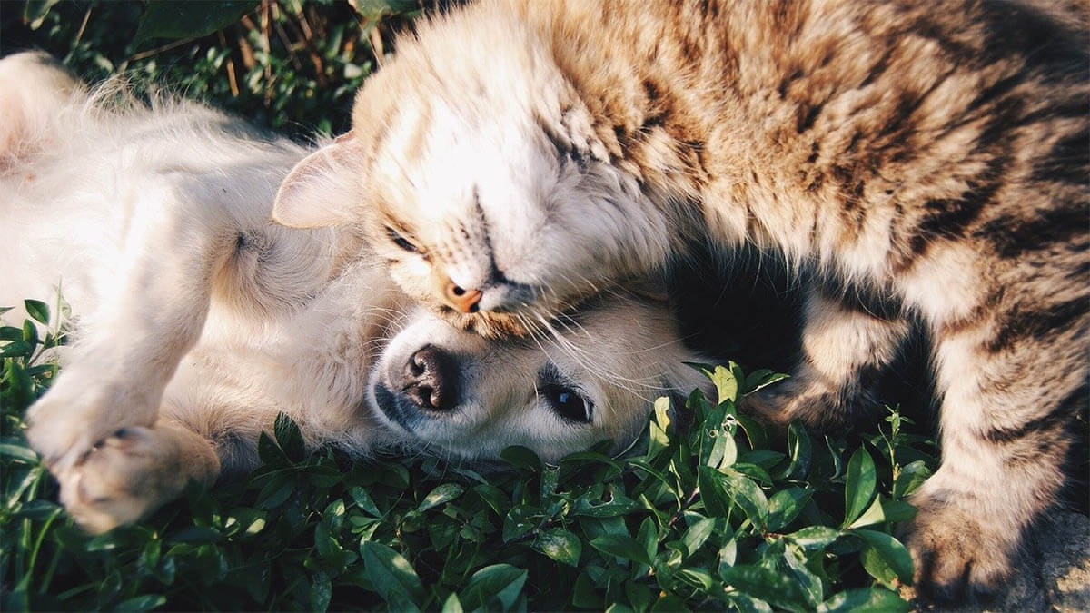 hund-und-katze-kuscheln