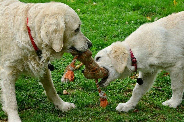 hunde spielen mit plueschknochen