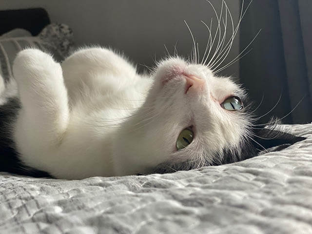 katze liegt auf dem ruecken klein