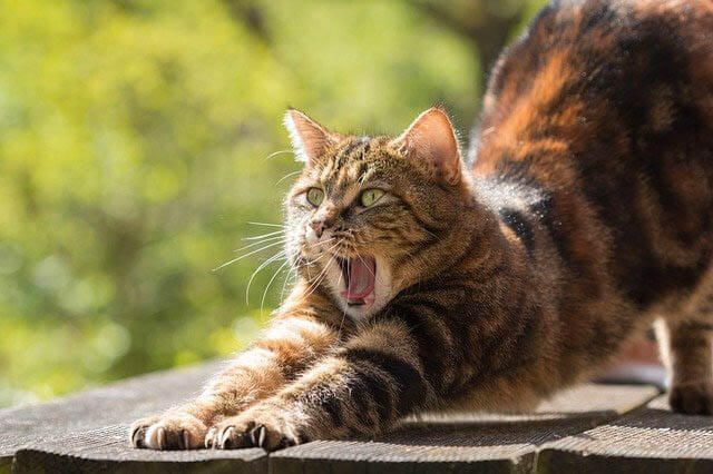 katze straeckt sich klein