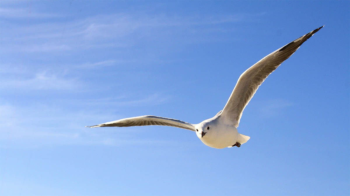 moeve-fliegt-in-der-luft