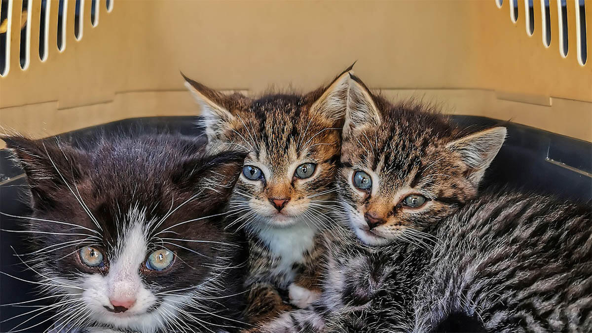 katzen-transportbox