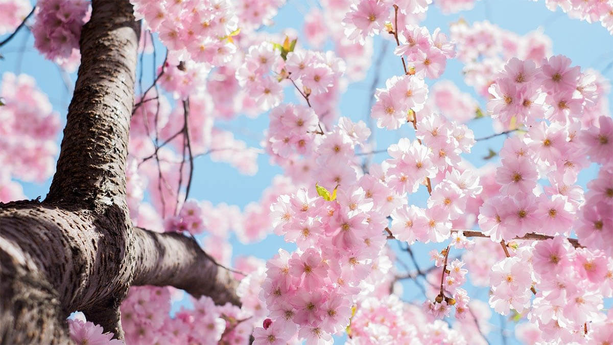 fruehling baum blueten an