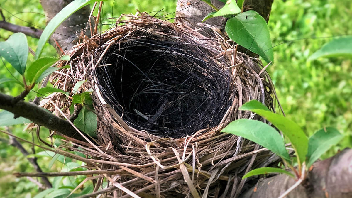 empty nest