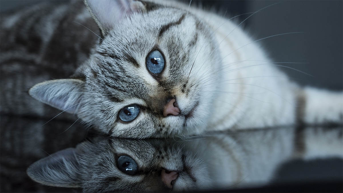 Wie Tiere ihre Menschen spiegeln katze-spiegelbild